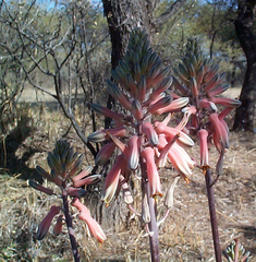 Aloe davyana image