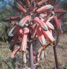Aloe davyana image