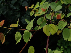 Cheniella glauca, photograph W Rao, CC BY, iNaturalist via GBIF