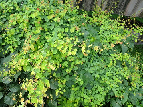 Cheniella glauca, photograph 2