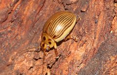 Paropsisterna intacta