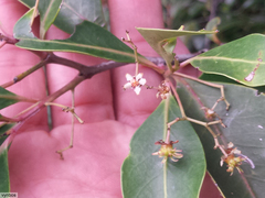 Pterocelastrus rostratus