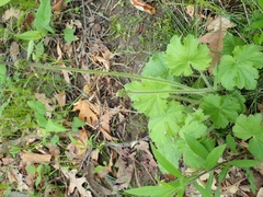 Heuchera richardsonii