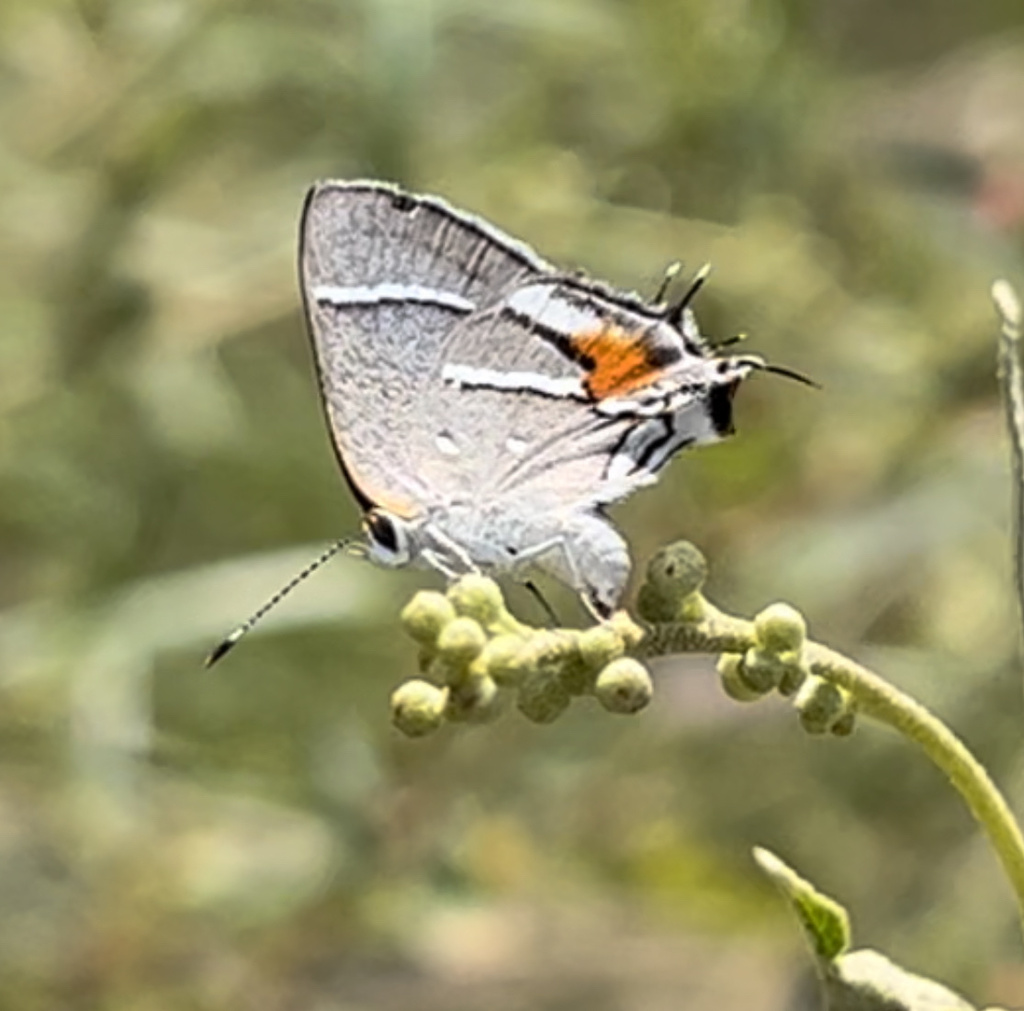 Caribbean Scrub-Hairstreak