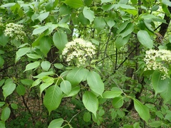 Viburnum lentago