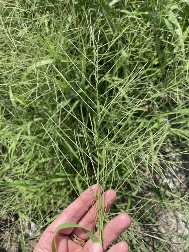 Leptochloa panicea iNat (1)