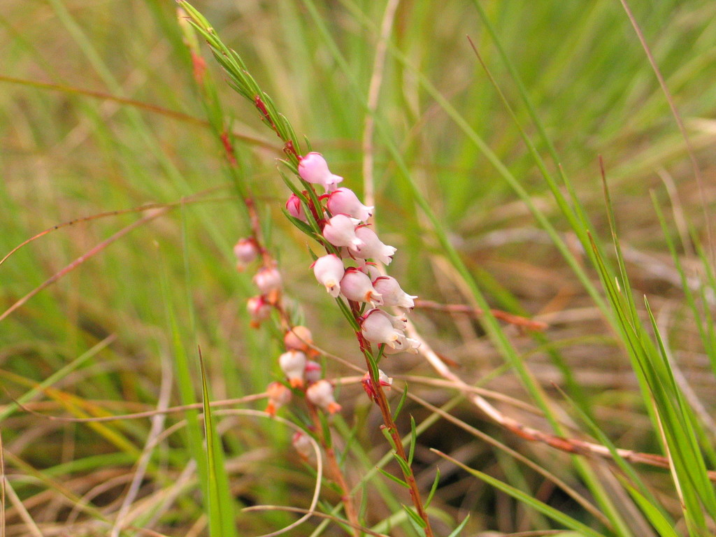 Erica whyteana