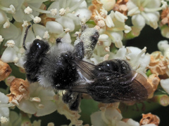 Andrena cineraria