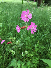Silene dioica