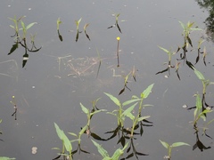 Ranunculus flabellaris