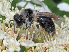 Andrena cineraria
