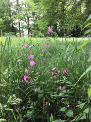 Silene dioica