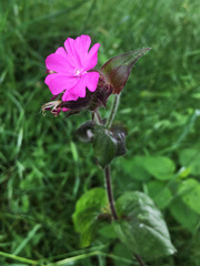 Silene dioica