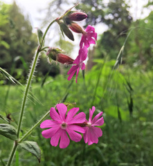 Silene dioica