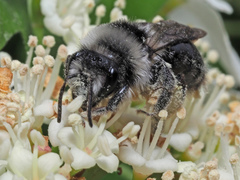 Andrena cineraria