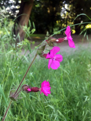 Silene dioica