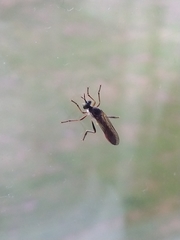 Dioctria