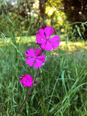 Silene dioica