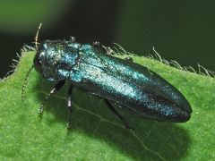 Agrilus cyanescens