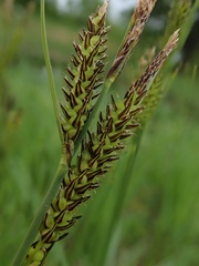 Carex