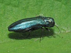 Agrilus cyanescens