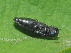 Agrilus cyanescens