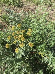 Cymopterus lemmonii