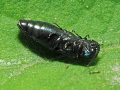 Agrilus cyanescens
