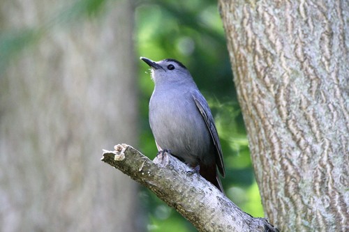 Gray Catbird photographed in West Virginia