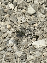 Gomphurus