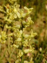 Astragalus praelongus