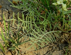 Astragalus praelongus