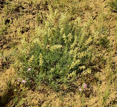 Astragalus praelongus