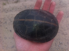 Chrysemys dorsalis
