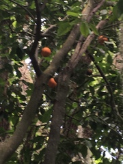 Citrus × aurantium