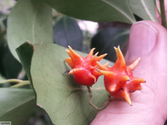 Pterocelastrus rostratus