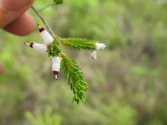 Erica simulans