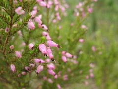 Erica nutans
