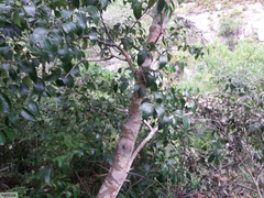 Pterocelastrus rostratus