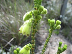 Erica sparrmanni