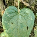 Anthurium cerropelonense Matuda