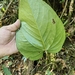 Anthurium cerropelonense Matuda 2