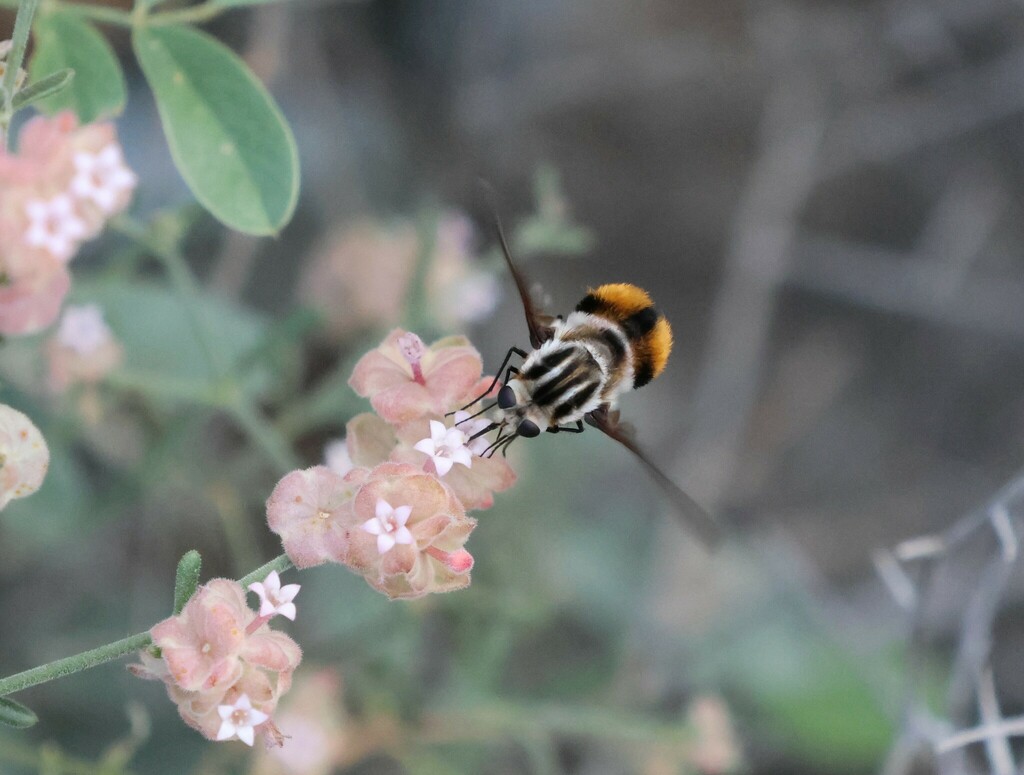 Parachistus