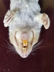 Geomys texensis bakeri