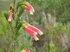 Erica diaphana