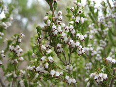 Erica simulans
