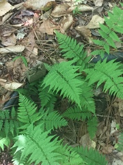 Athyrium asplenioides