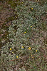 Potentilla candicans