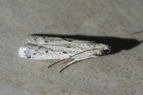Phycide laiteuse