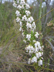 Erica tragulifera